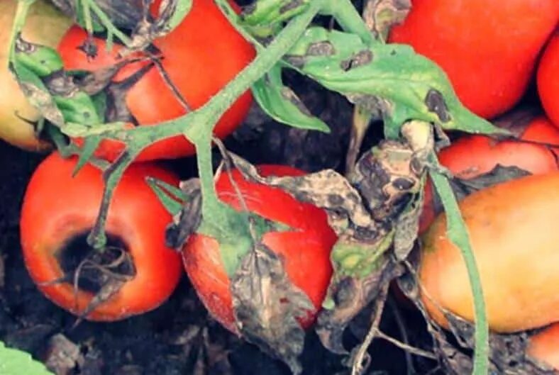 Фитофтороз альтернариоз томатов. Alternaria solani томат. Фомоз помидор. Альтернариоз томатов в теплице. Помидоры снизу