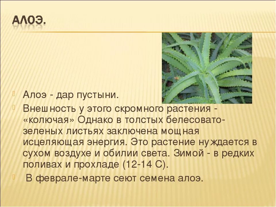 Алоэ древовидное (столетник) сок. Алоэ столетник описание растения. Среда обитания алоэ почвенная