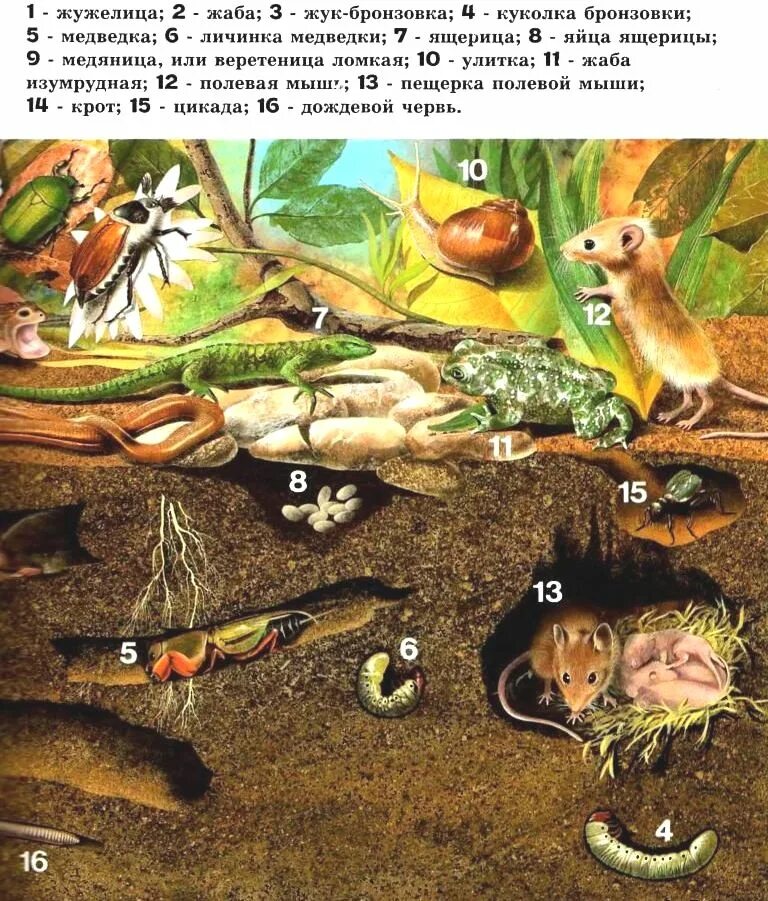 обитатели почвы. сообщение о обитателях почвы. обитатели почвы презентация. обитатели почвы. обитатели почвы.