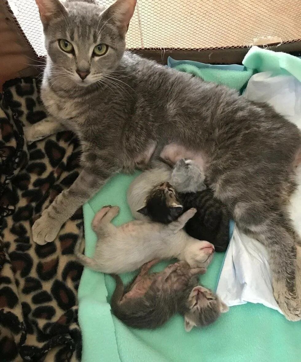 Первые роды у кошки сколько длятся