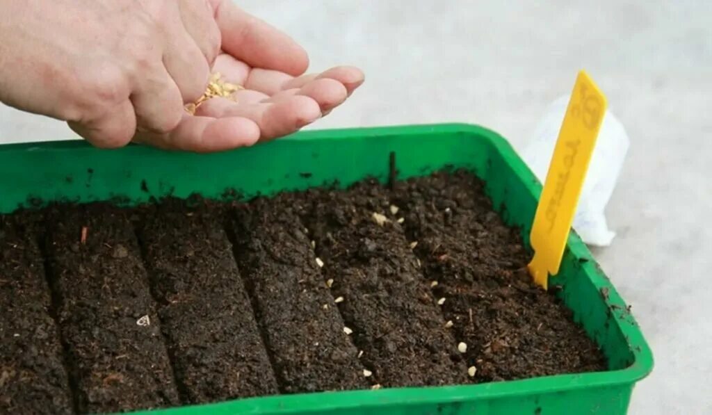 Рассада. Посадка кабачков на рассаду. Посев семян. Как сеять году. Посадка семян на рассаду.