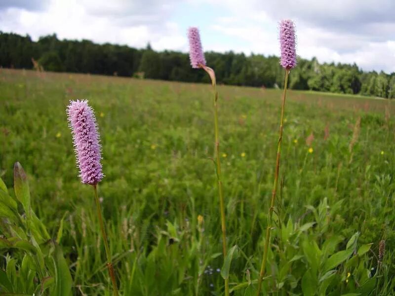 Змеевик большой. Горец змеиный (Polygonum bistorta). Горец змеиный bistorta officinalis. Горец bistorta superba. Горец змеиный (Polygonum bistorta `superba`).