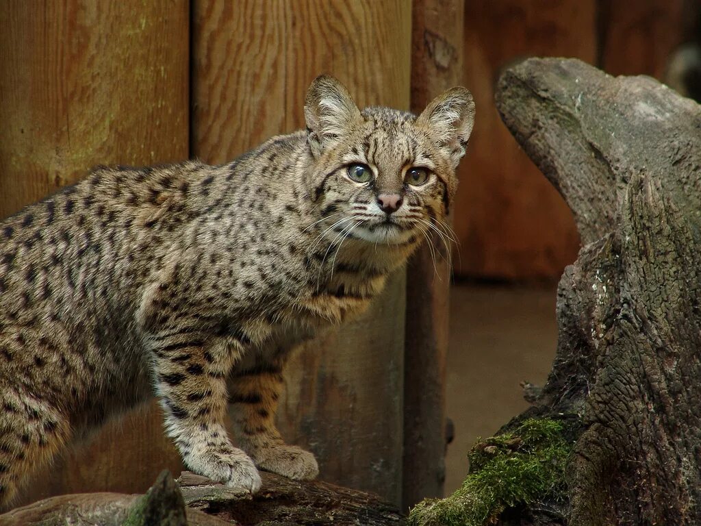 африканская дикая кошка сервал. кот виверровый кот-рыболов. кошка жоффруа южная америка. онцилла тигровая кошка. виверровый кот рыболов.