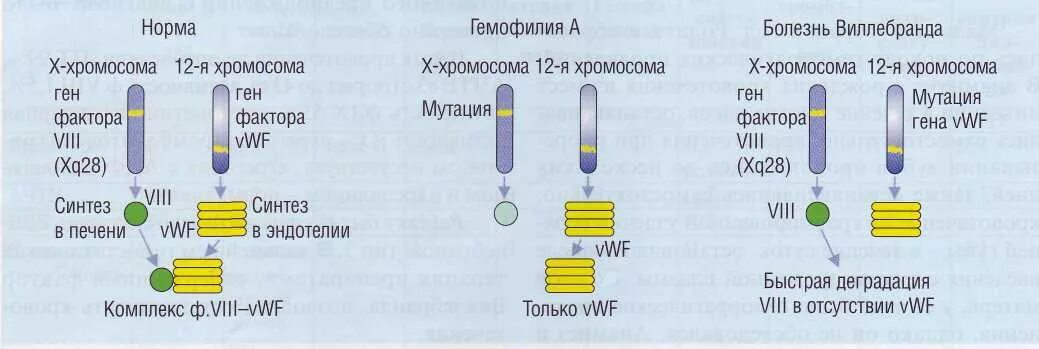 Патогенез болезни Виллебранда схема. Фактор Виллебранда при гемофилии. Болезнь Виллебранда фактор. Гемофилия факторы свертывания. Заболевание и схема гемофилии