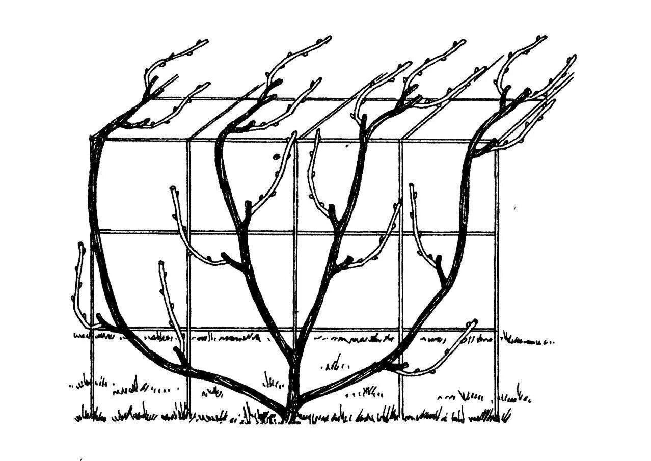 Веерная формировка винограда. Формировка куста винограда. Схемы формировки куста винограда.