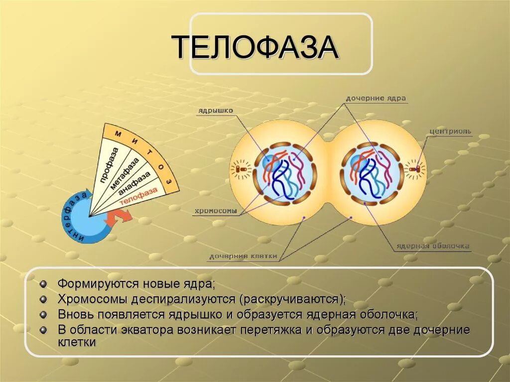 Растворение оболочки ядра происходит в. Телофаза 2. Телофаза 1 процессы. Ядра дочерних клеток в телофазе. Клеточный цикл телофаза.