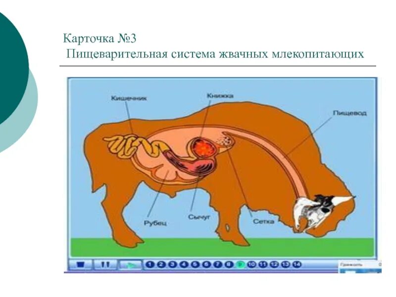 Последовательность процессов пищеварения у млекопитающих. Пищеварительная система жвачных млекопитающих. Пищеварительная система млекопитающих 7 класс биология. Пищеварительная система млекопитающих схема. Отделы пищеварительной системы жвачных млекопитающих.