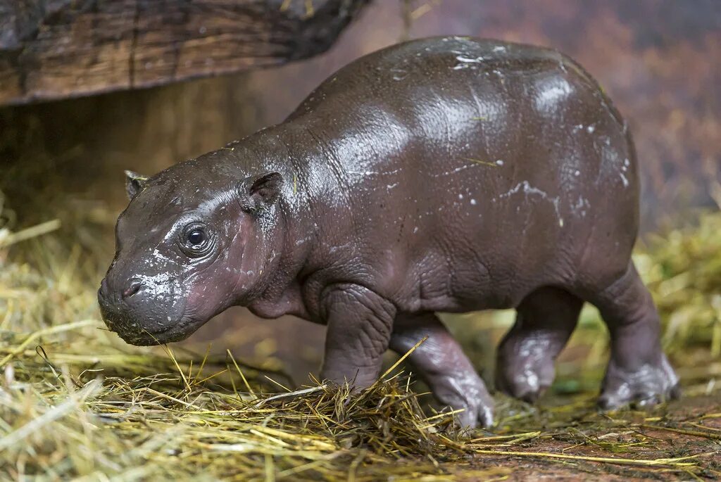 Норта hippo. Baby hippo. hippo rat. baby tv hippo.