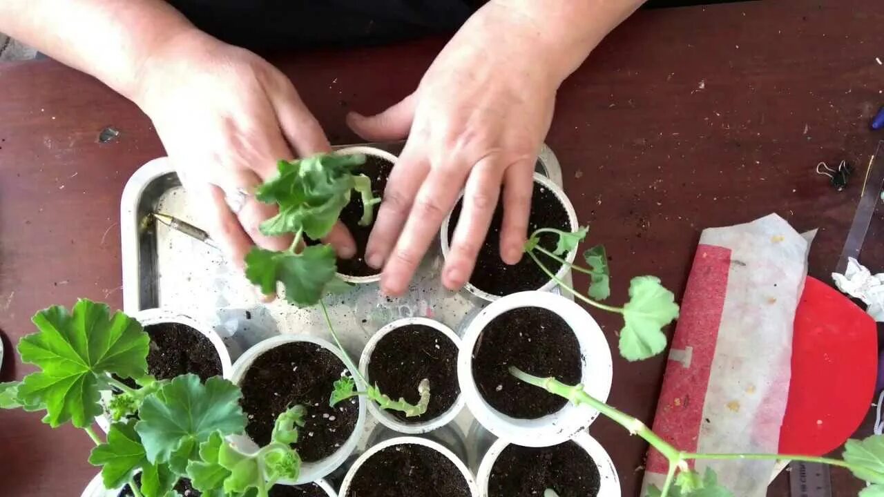 Размножение герани черенками в домашних условиях весной. Черенкование пеларгонии. Укоренение королевской пеларгонии. Королевская герань размножение. Герань пеларгония размножение.