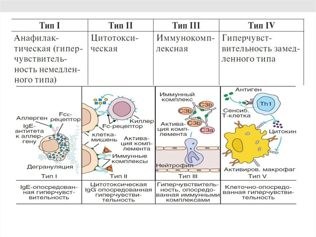 Классы иммунного ответа. Схема аллергической реакции 1 типа. Аллергия типы аллергических реакций схема. Схема аллергической реакции 2 типа. Схема аллергической реакции 4 типа.