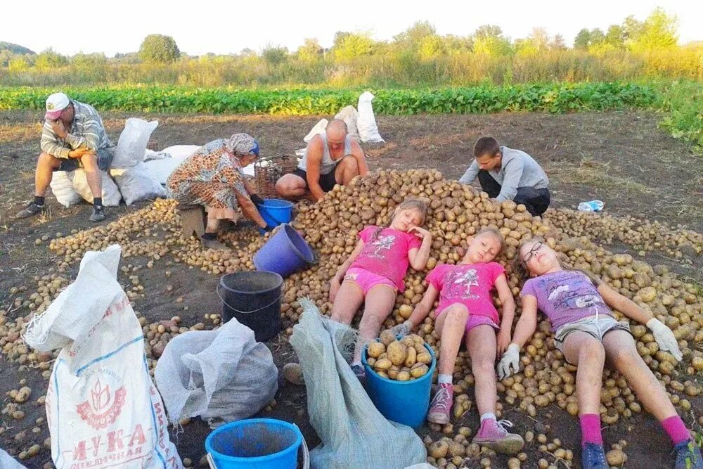Копают картошку на даче. Дети копают картошку. Дети на уборке картошки. Копаем картошку в деревне. Поутру увидел на улице кучки народа