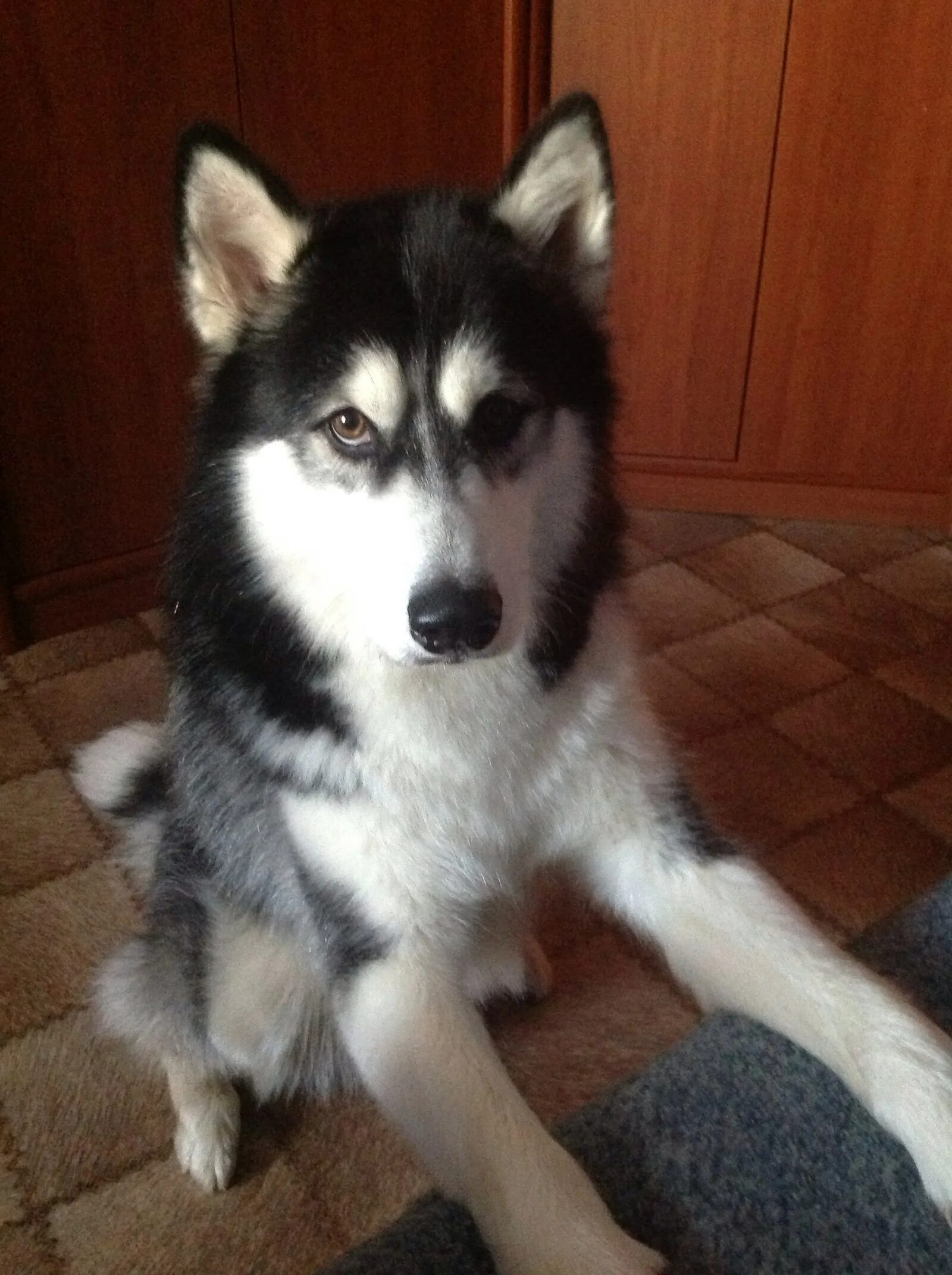 Хаски в квартире. Ли хаски. Хаски минусы. Сибирский хаски. Аляскинский маламут на цепи.