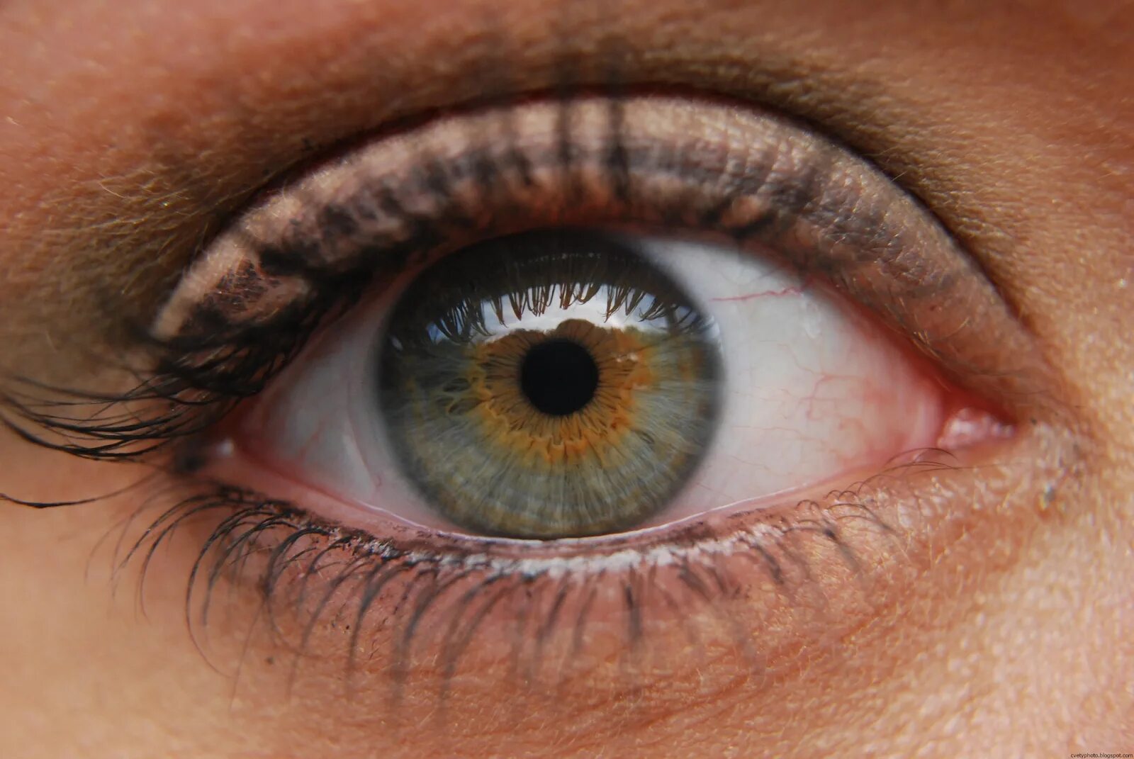 Цвет глаз человека определяется пигментацией. Глаз человека. Глаз крупным планом. Здоровый глаз человека. Цвет глаз.