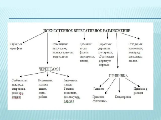 Способы вегетативного размножения растений таблица с примерами Биология тест вегетативное размножение найдено 85 картинок