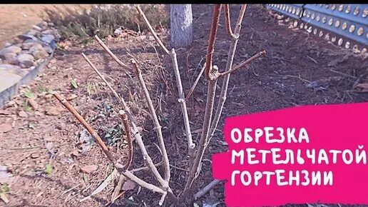 Формировка гортензии метельчатой. Обрезка гортензии метельчатой. Обрезка метельчатой гортензии весной. Можно ли обрезать метельчатую гортензию