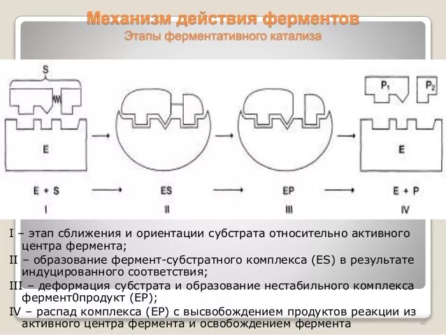 Этапы действия фермента. Механизм ферментного катализа. Ферментативный катализ, механизм ферментативного катализа.. Основные механизмы ферментативного катализа. Этапы ферментативного катализа схема.