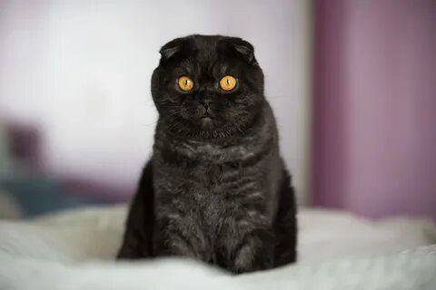 Черный окрас шотландских кошек