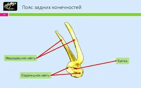 Какие кости образуют переднюю конечность лягушки