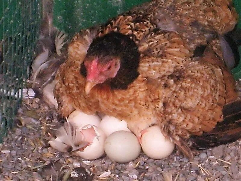 Наседка сколько яиц. Наседка курица высиживает яйца. Курица Брама Квочка. Квочка Брама с цыплятами. Курица высиживает цыплят.