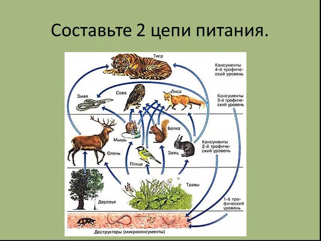 Цепь питания состоит из консументов. Составьте 2 цепи питания. цепочка питания 9 класс биология. пищевая цепочка биология 6. схема пищевых связей.