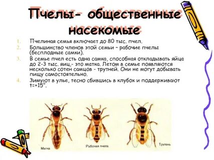 Биология 7 пчелы