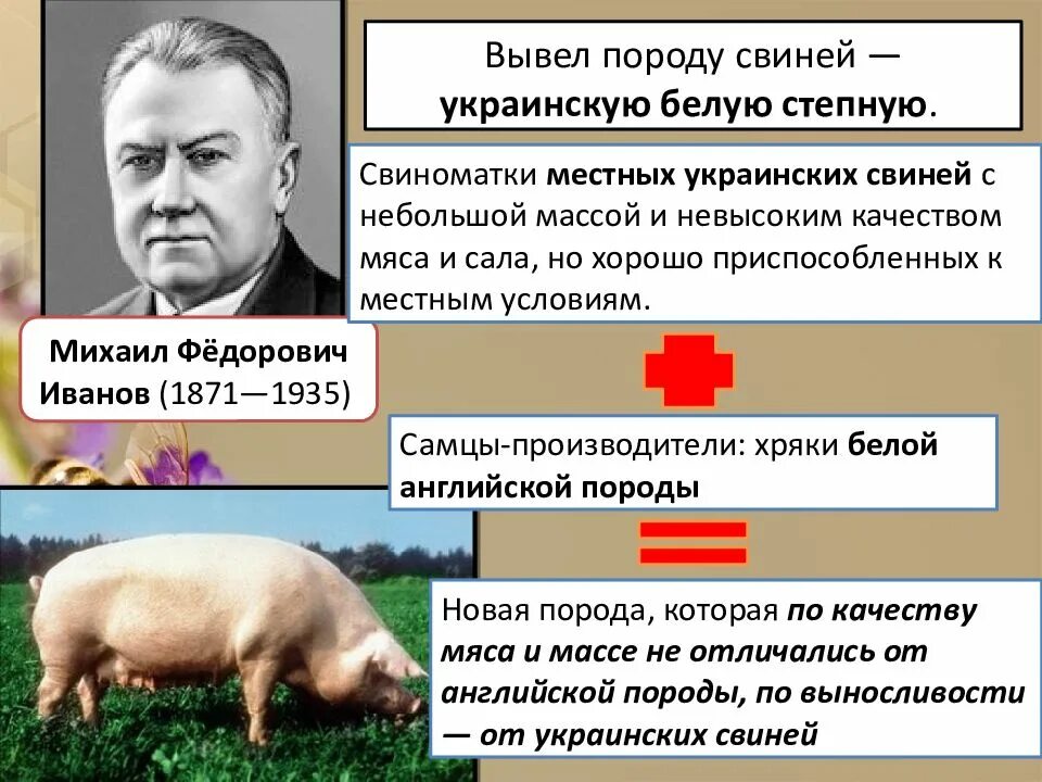 Украинская белая порода свиней. Украинская Степная белая порода свиней. Порода поросят украинская Степная. Вывел породу свиней белая украинская. Степная свинья