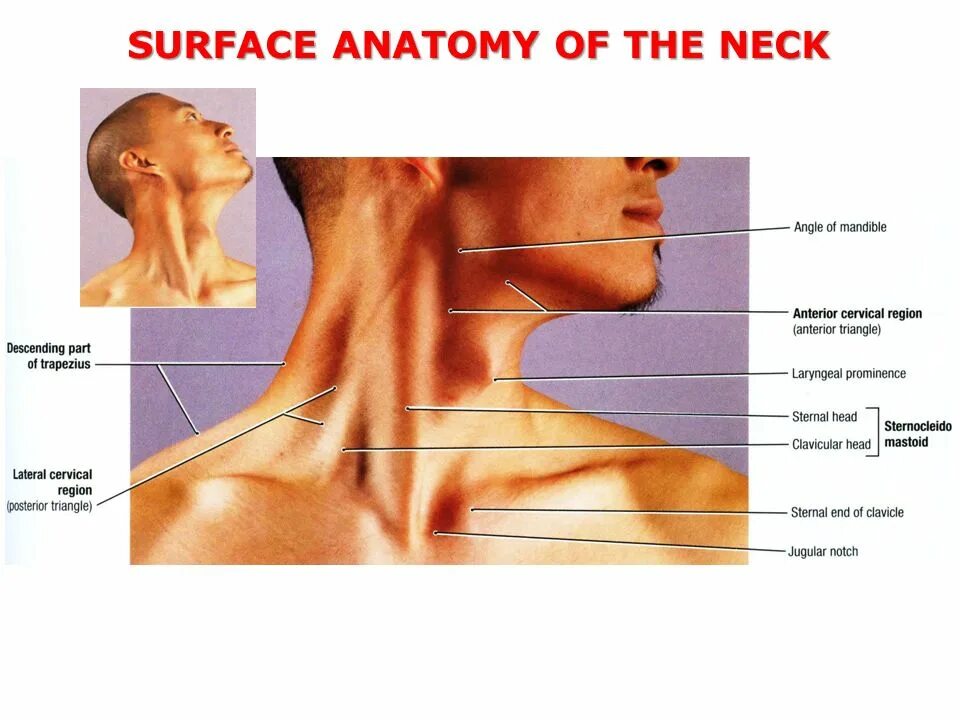 Шея мужчины. Как называется у парней на шее. Как называется у парней на шее. Мужская шея. Строение шеи сбоку.