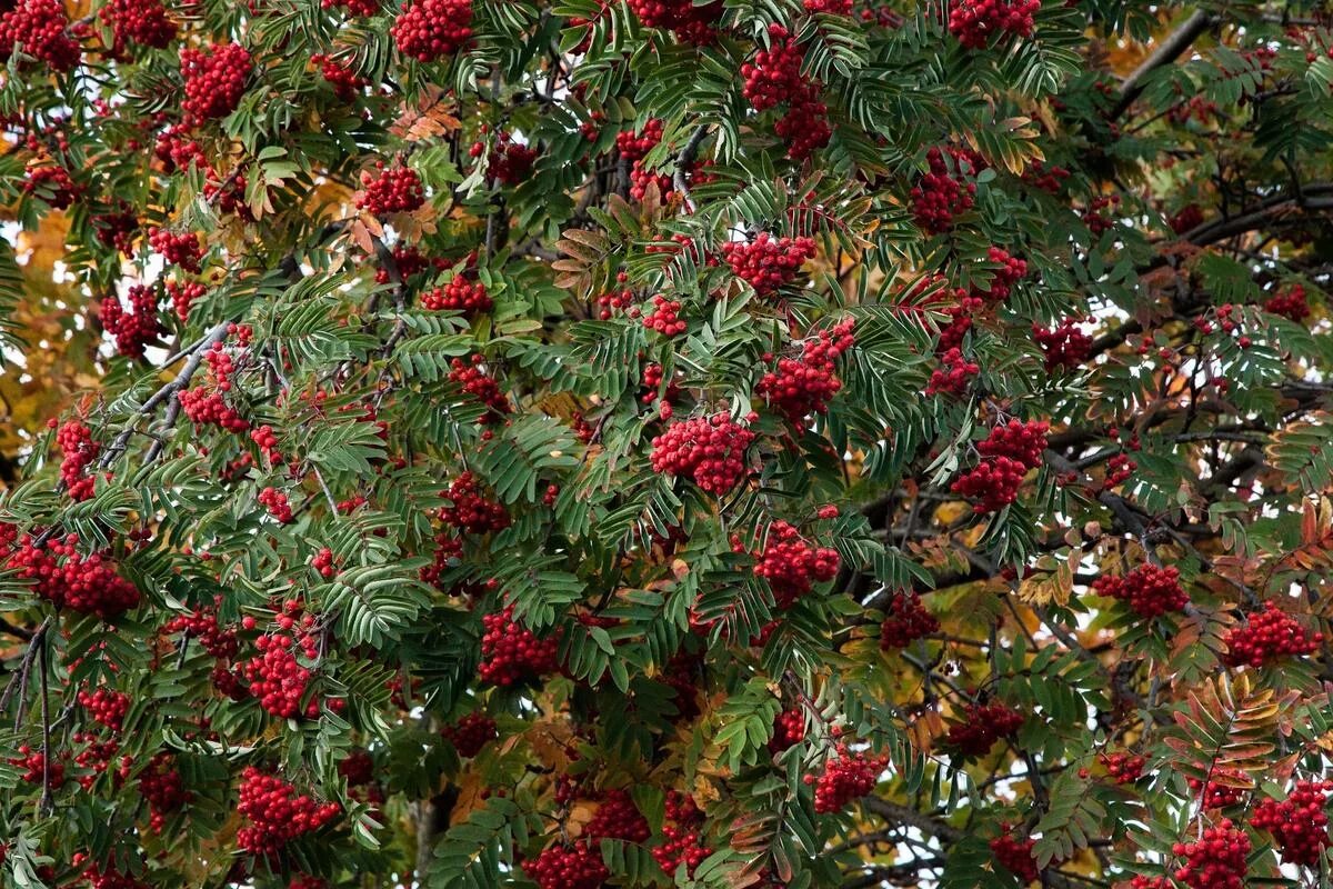 Рябина обыкновенная 'Dodong'. Рябина смешанная (Sorbus commixta) 'Dodong'. Рябина обыкновенная многоствольная. Рябина обыкновенная "Маравская".