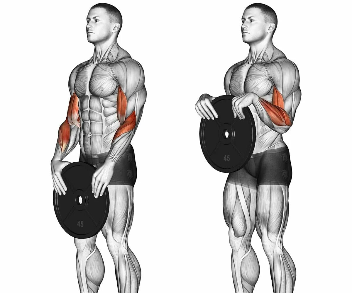 Брахиалис. Брахиалис упражнения штангой. Упражнения на предплечья. Упражнения на предплечья с гантелями.