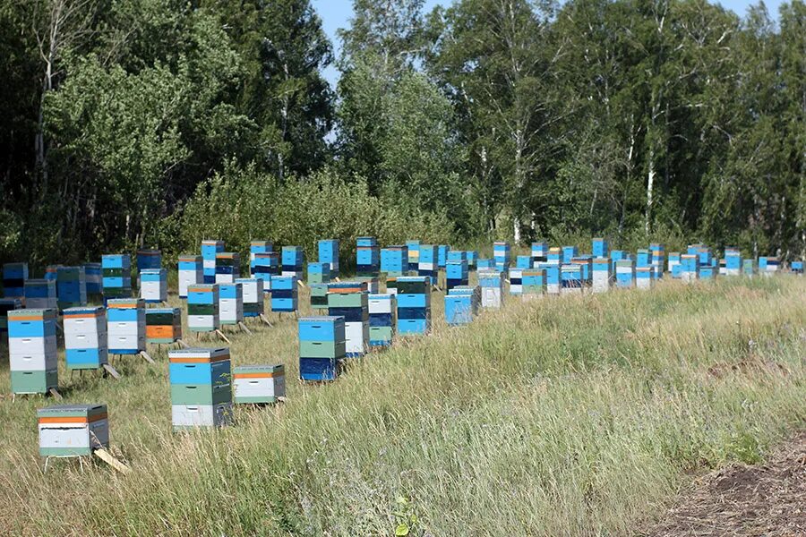 Пчеловодство в алтайском крае