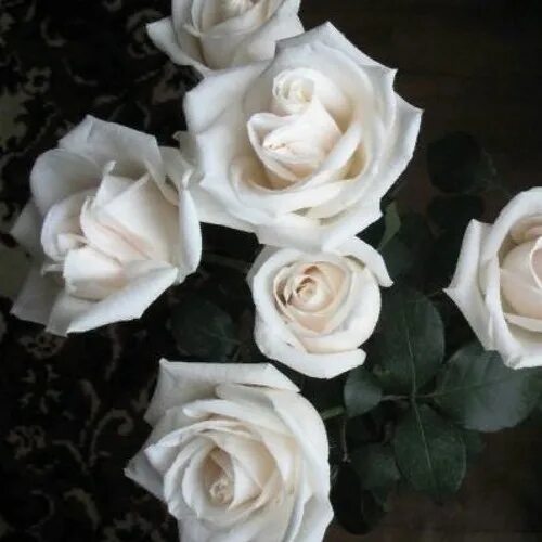 16) Одноклассники Green flowers, White roses, Flowers