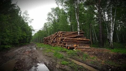 Работа в лесных районах