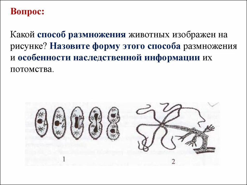 Назовите тип размножения