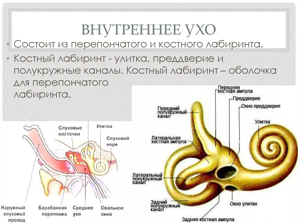 Костный Лабиринт внутреннего уха (улитка). Перепончатый Лабиринт улитки внутреннего уха. Костный Лабиринт органа слуха. Костный Лабиринт внутреннего уха преддверие. Названия внутреннего уха