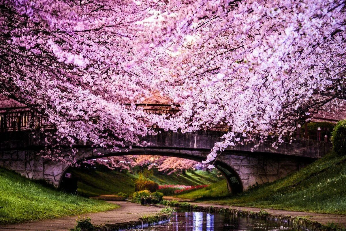 Черри блоссом дерево. Сакура черри блоссом. Сакура черри блоссом дерево. Японский сад Мрия Сакура. Sakura blossom
