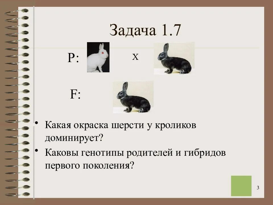 Скрестили белого и черного кроликов определите генотип. Задачи по генетике кролики. Генетика кроликов. Генетическая задача с кроликами. Какая окраска шерсти у кроликов доминирует.