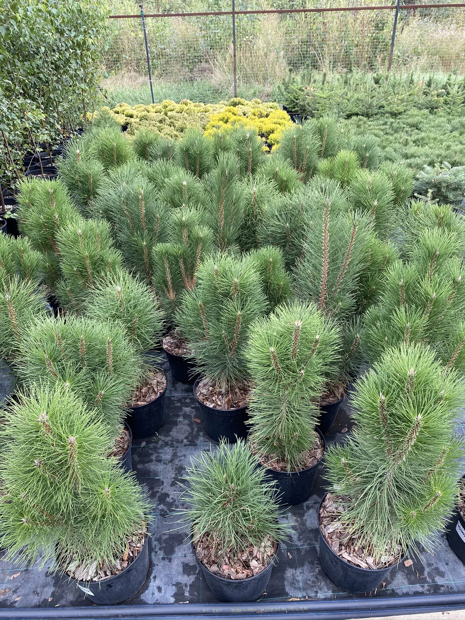 Сосна пирамидалис описание. Pinus nigra pyramidalis. сосна грин рокет.