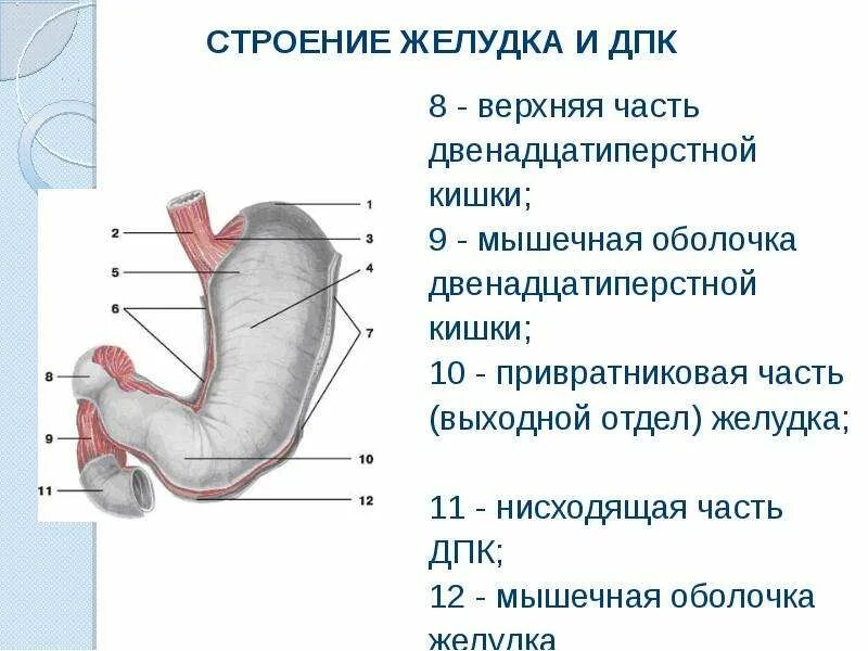 Луковица 12 перстной кишки