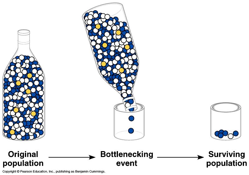 Why effect. Эффект бутылочного горлышка. Бутылочное горлышко в эволюции. Дрейф генов бутылочное горлышко. Принцип бутылочного горлышка.