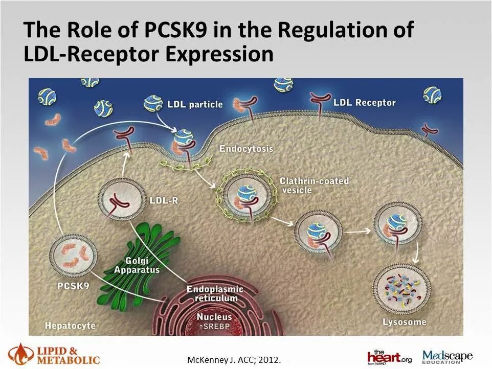 Pcsk9 препараты. Ингибиторы pcsk9 препараты. Роль pcsk9. Ингибиторы pcsk9