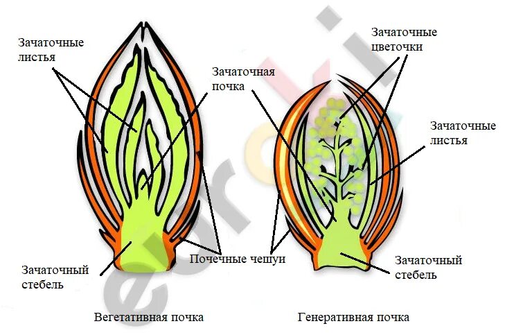 Контрольная по биологии почки. Почка это зачаточный побег. Строение зачаточного побега. Вегетативная почка это в биологии 6 класс. Строение почки растения ВПР.