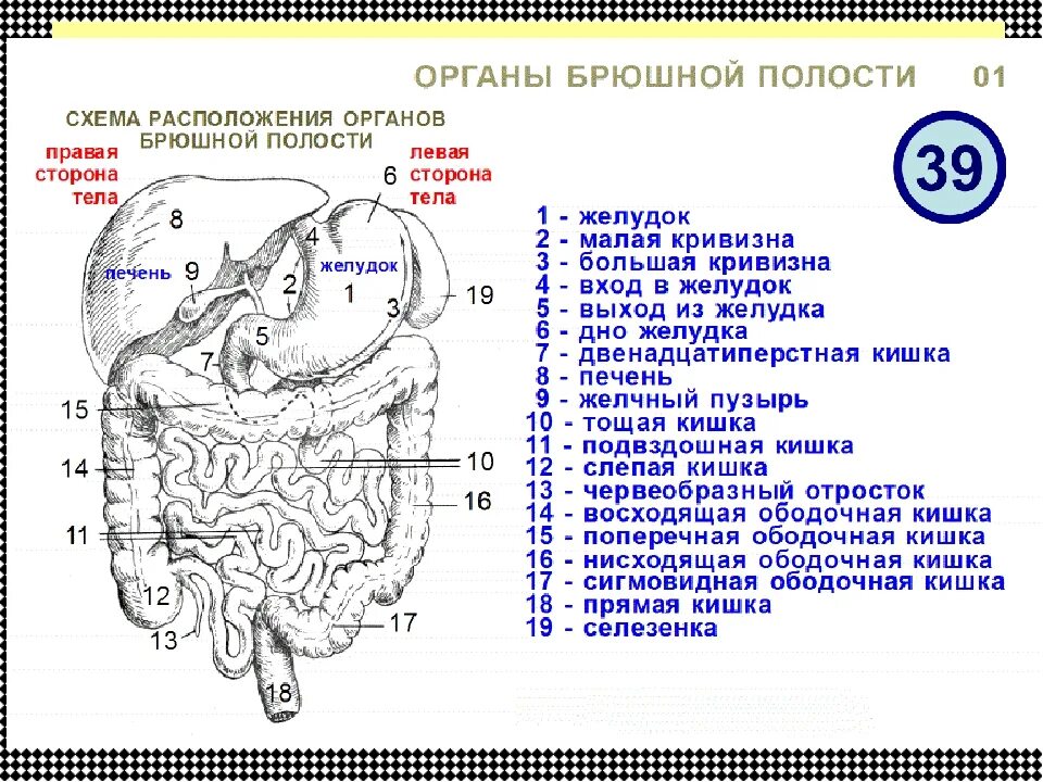 Какие органы у человека с левой. Строение брюшной полости человека схема. Схема расположения органов брюшной полости вид сбоку. Органы брюшной полости у женщин. Внутренние органы брюшной полости женщины.