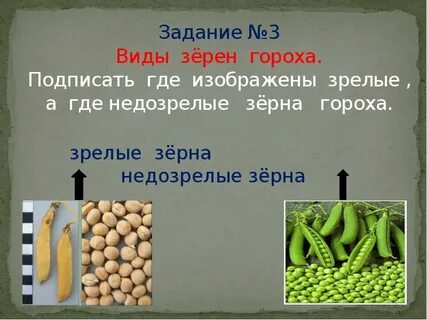 Номер гороха