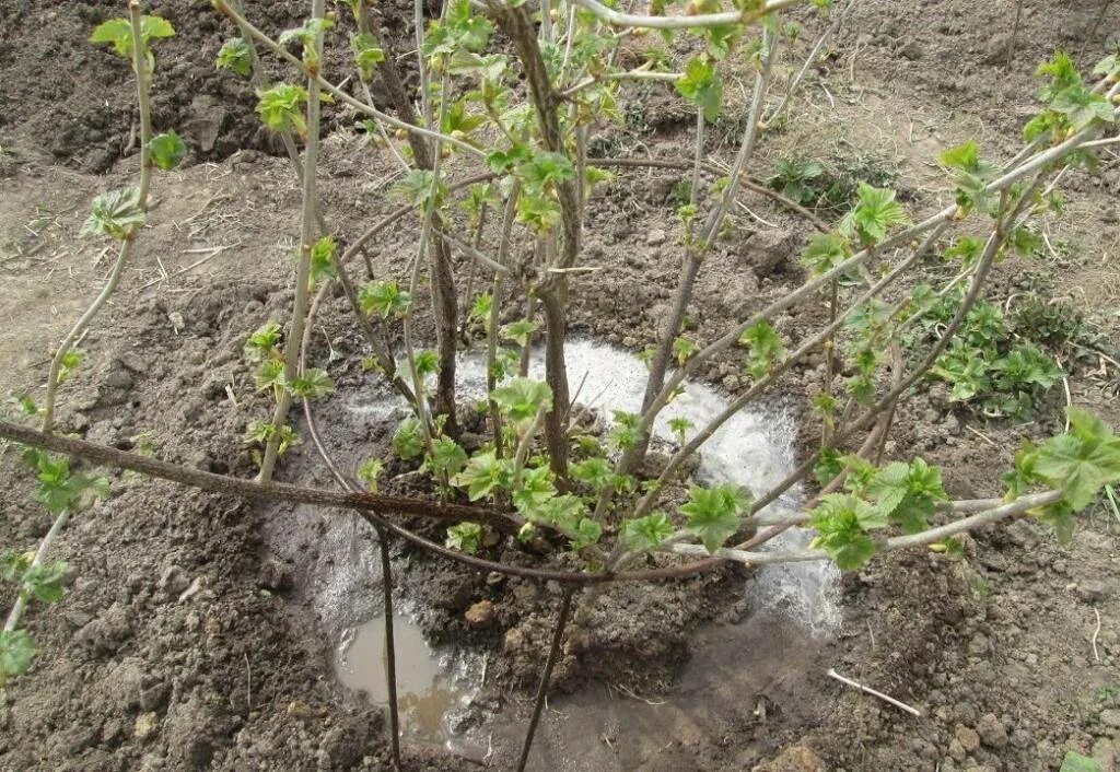 Смородина черная куст. Мульчирование крыжовника. Подкормка смородины весной. Подкормить смородину.