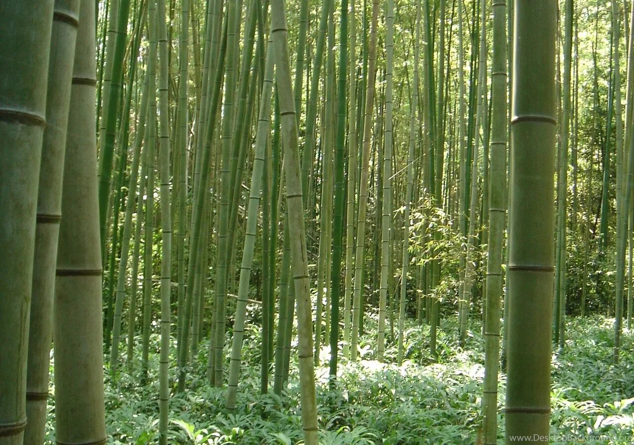 Московский бамбук. Горец сахалинский бамбук сибирский. Бамбук садовый широколистный. Phyllostachys edulis. Phyllostachys bambusoides.