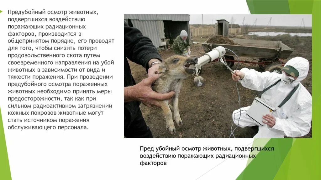 Правила осмотра убойных. Предубойного осмотра животных. предубойный осмотр скота. порядок предубойный осмотр животных. проведение предубойного осмотра и термометрии животных.