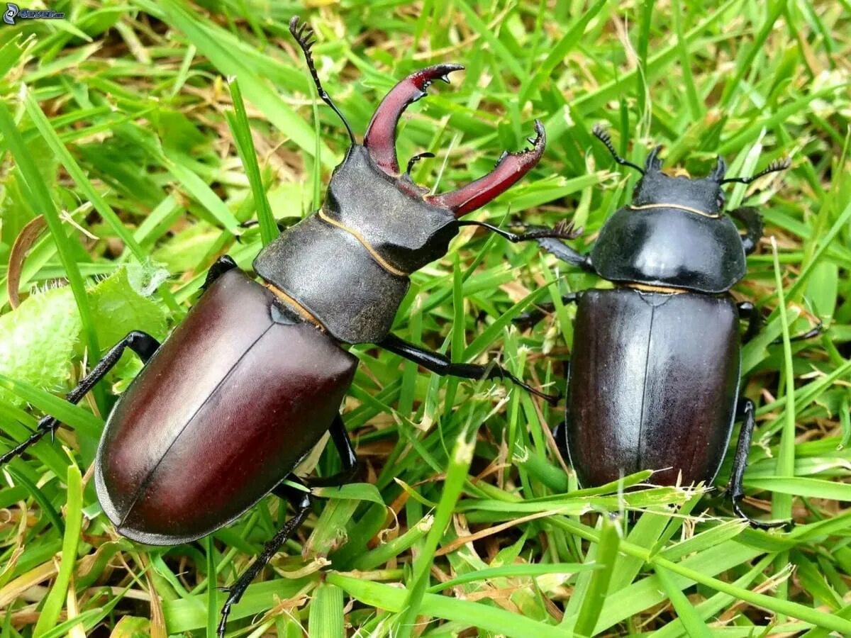 Жук-олень (Lucanus Cervus). Жук Рогач. Жук олень Рогач. Жук Рогач и Жук олень. Навозник олень