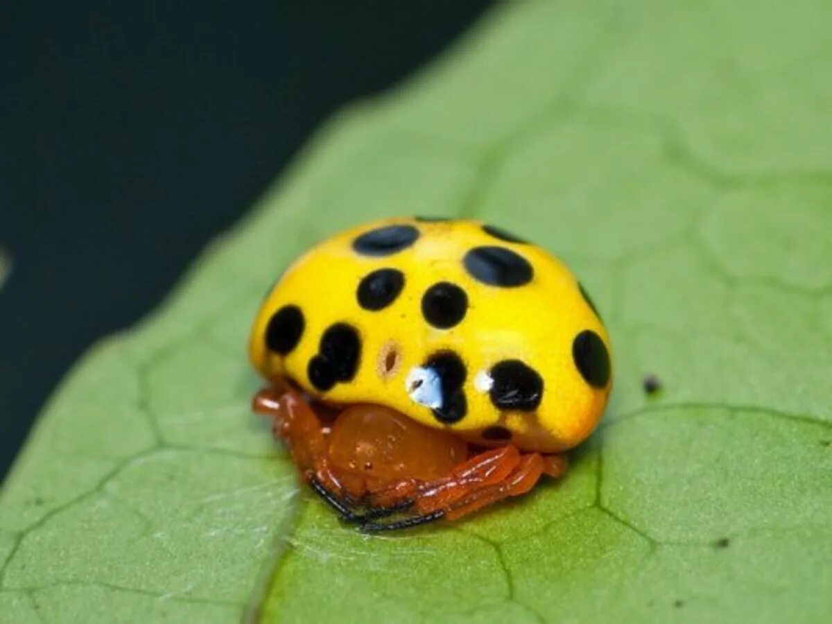 Похожая на божью коровку. Paraplectana tsushimensis. Ladybird mimic паук. Paraplectana паук. Мимикрия Божьей коровки.