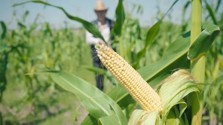 Дкс кукуруза характеристика. Семена гибрид кукурузы zp427 top harvest. Фото кукурузы дкс 39 39. Кукуруза початок. Женское соцветие кукурузы.