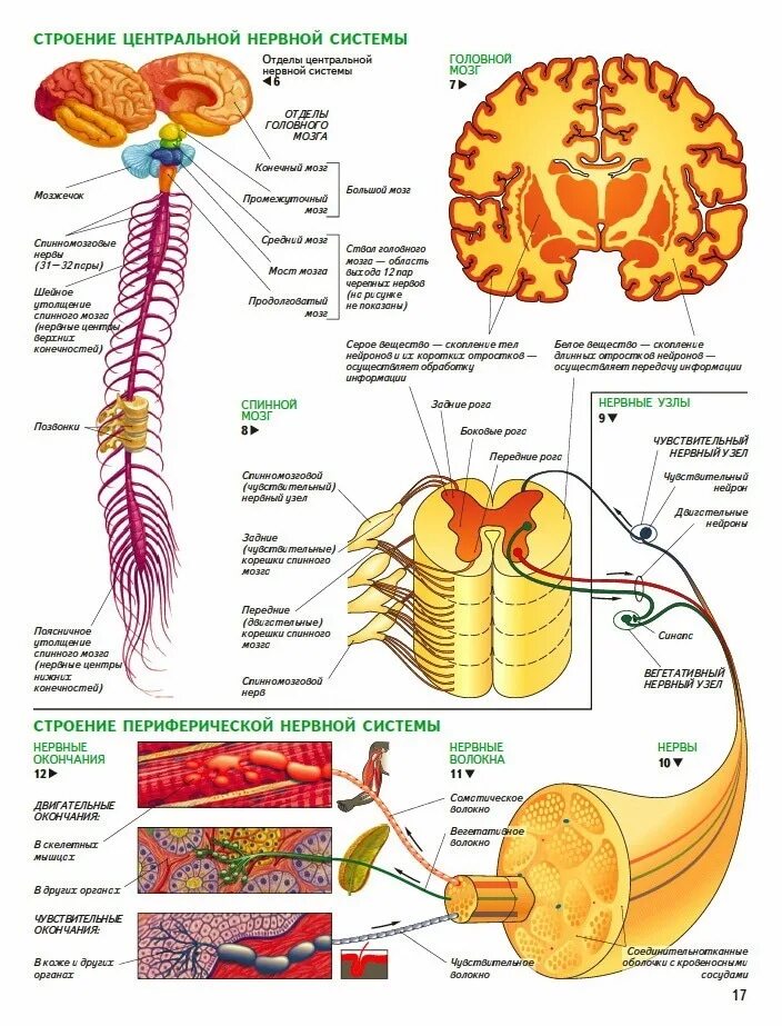 Анатомические структуры центрального отдела нервной системы:. Центральная нервная система схема спинной мозг головной мозг. Нервная система ЦНС И ПНС схема. Центральная нервная система структура отделы и функции. Внутреннее строение нерва